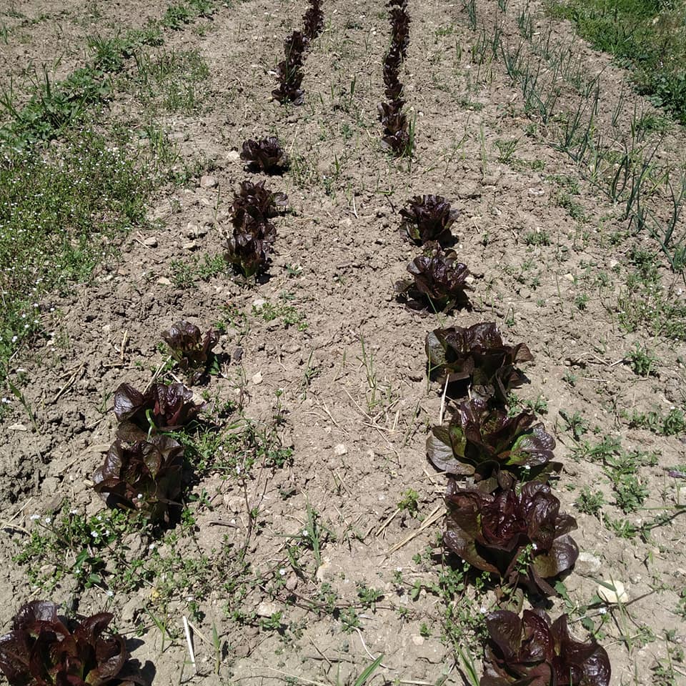 Azienda Agricola La Tatina 3