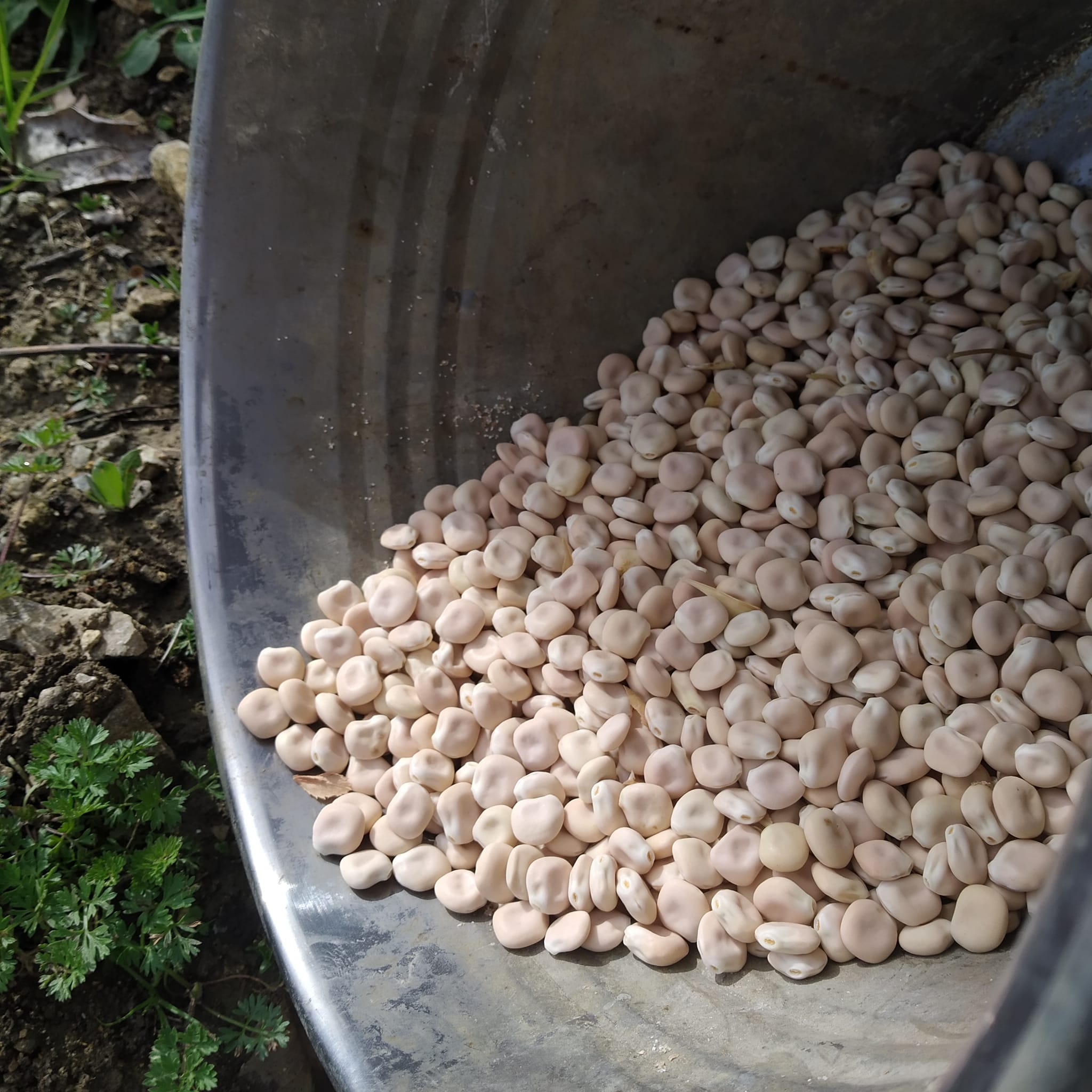 Azienda Agricola La Tatina 4
