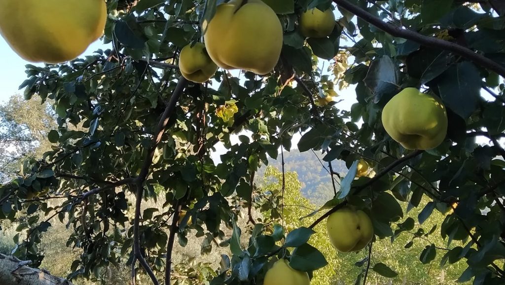 Azienda Agricola La Tatina 6