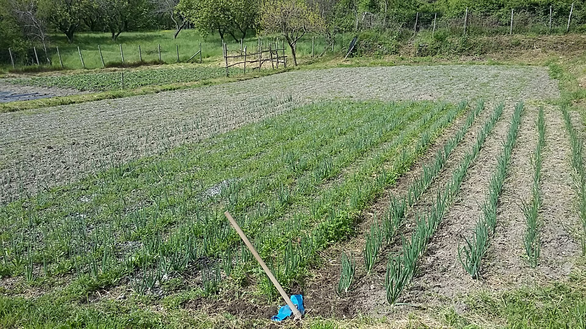 campi coltivati alpicella 1