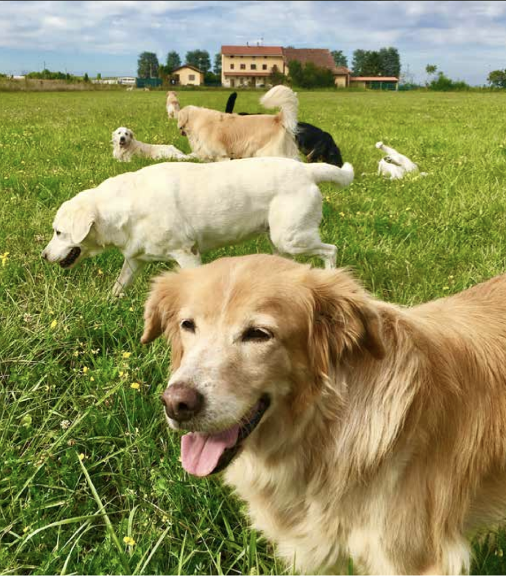 Cerco collaborazione per pensione cani