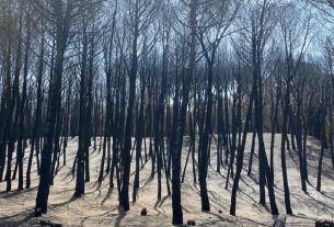 Aspromonte e incendi: cosa si può fare per difendere la montagna?