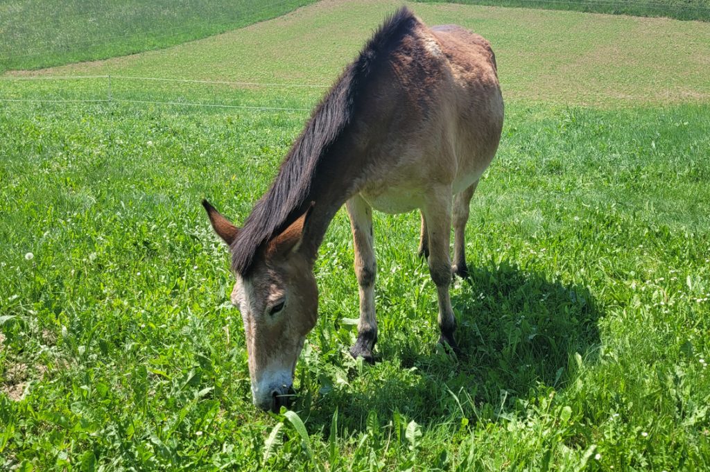 Muli Chiusa di Pesio