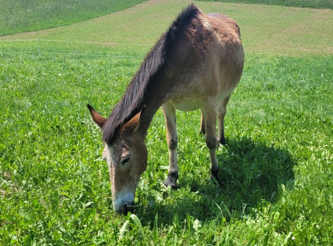 Muli Chiusa di Pesio