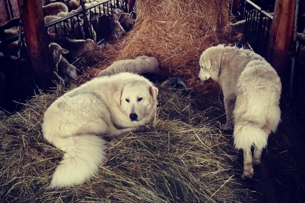 cane pecore stalla ciuchi