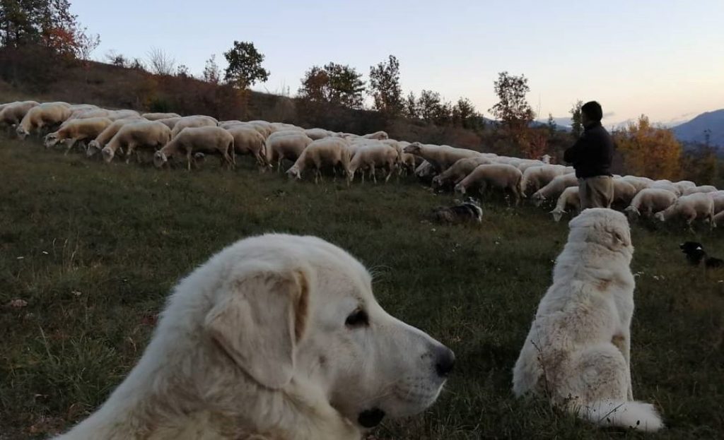 cani da guardia stalla ciuchi