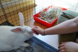 La Collina dei Conigli: il centro di recupero di animali da laboratorio cerca nuovi volontari