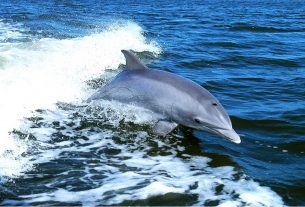 La biologa del Santuario Pelagos: “La salute dei cetacei dipende dal nostro stile di vita”