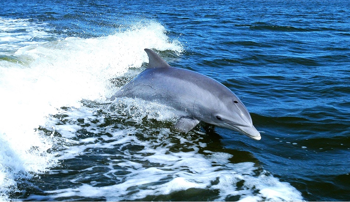 La biologa del Santuario Pelagos: “La salute dei cetacei dipende dal nostro stile di vita”