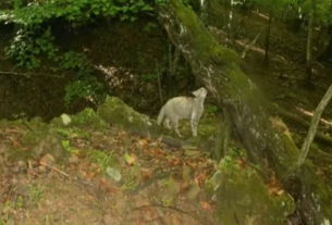 Felis è tornato: Paolo Rossi ci racconta del primo gatto selvatico immortalato in val Borbera
