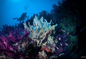 MedReAct: “Ecco come difendiamo il Mediterraneo dalla pesca intensiva e dai cambiamenti climatici”