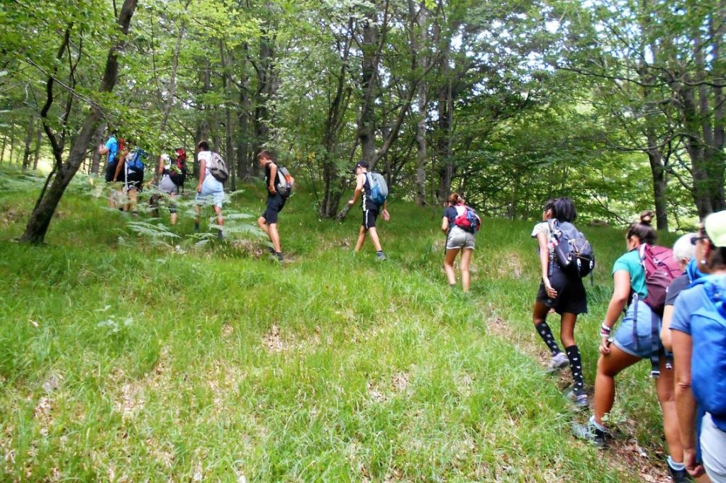 tra gli alberi progetto