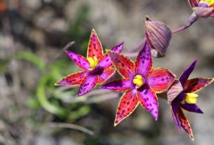 Queen of Sheba: una coppia di naturalisti sulle tracce di una rara orchidea australiana