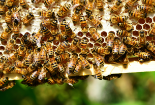 Apiterapia: apicoltura e naturopatia si uniscono per curare corpo umano e ambiente