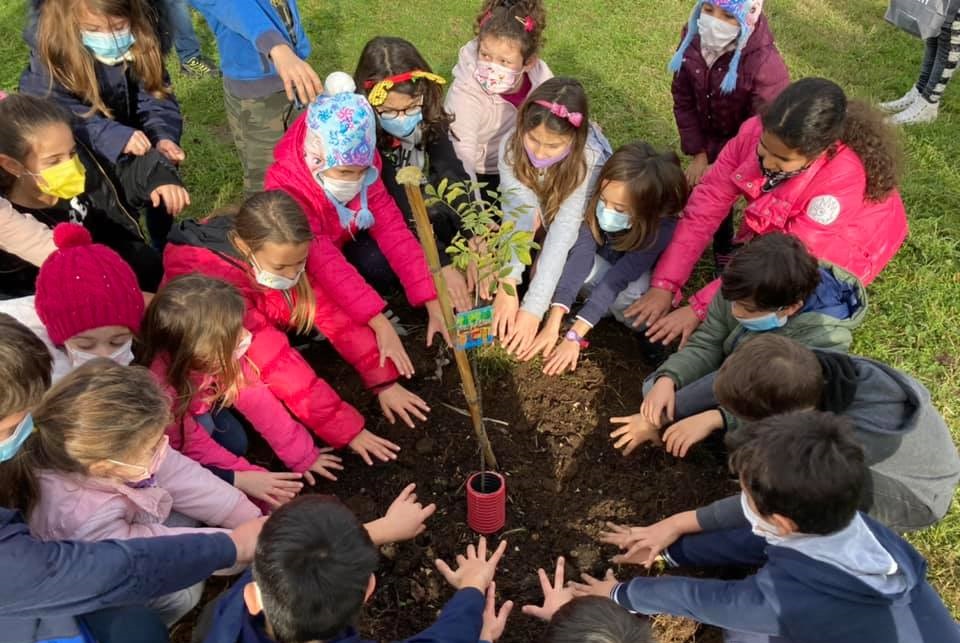 alberi in periferia1