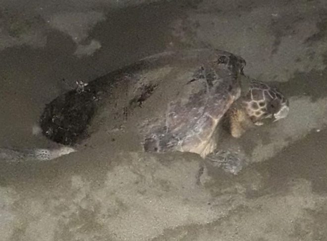 caretta levanto