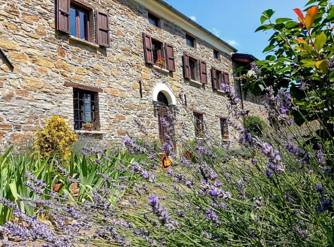 lavanda cover