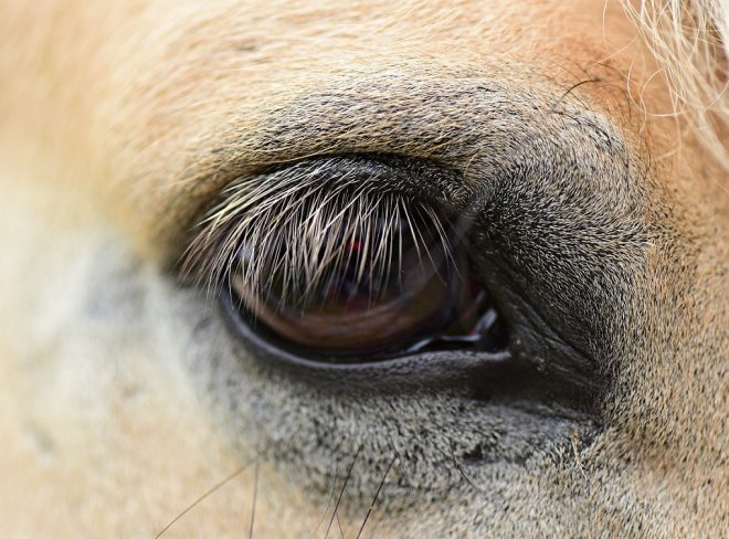 occhi cavallo