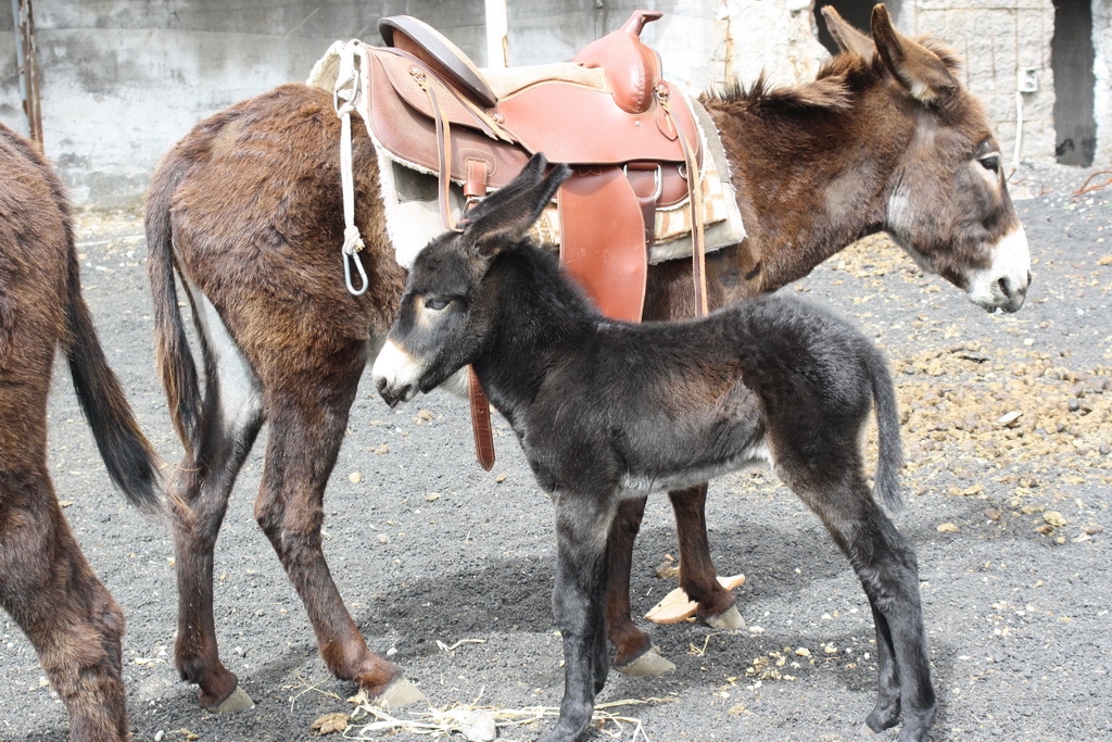 etna donkey8