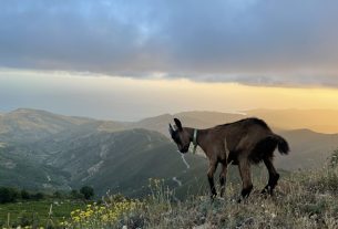 Cerco aiuto nella nostra neo-fattoria in Cilento