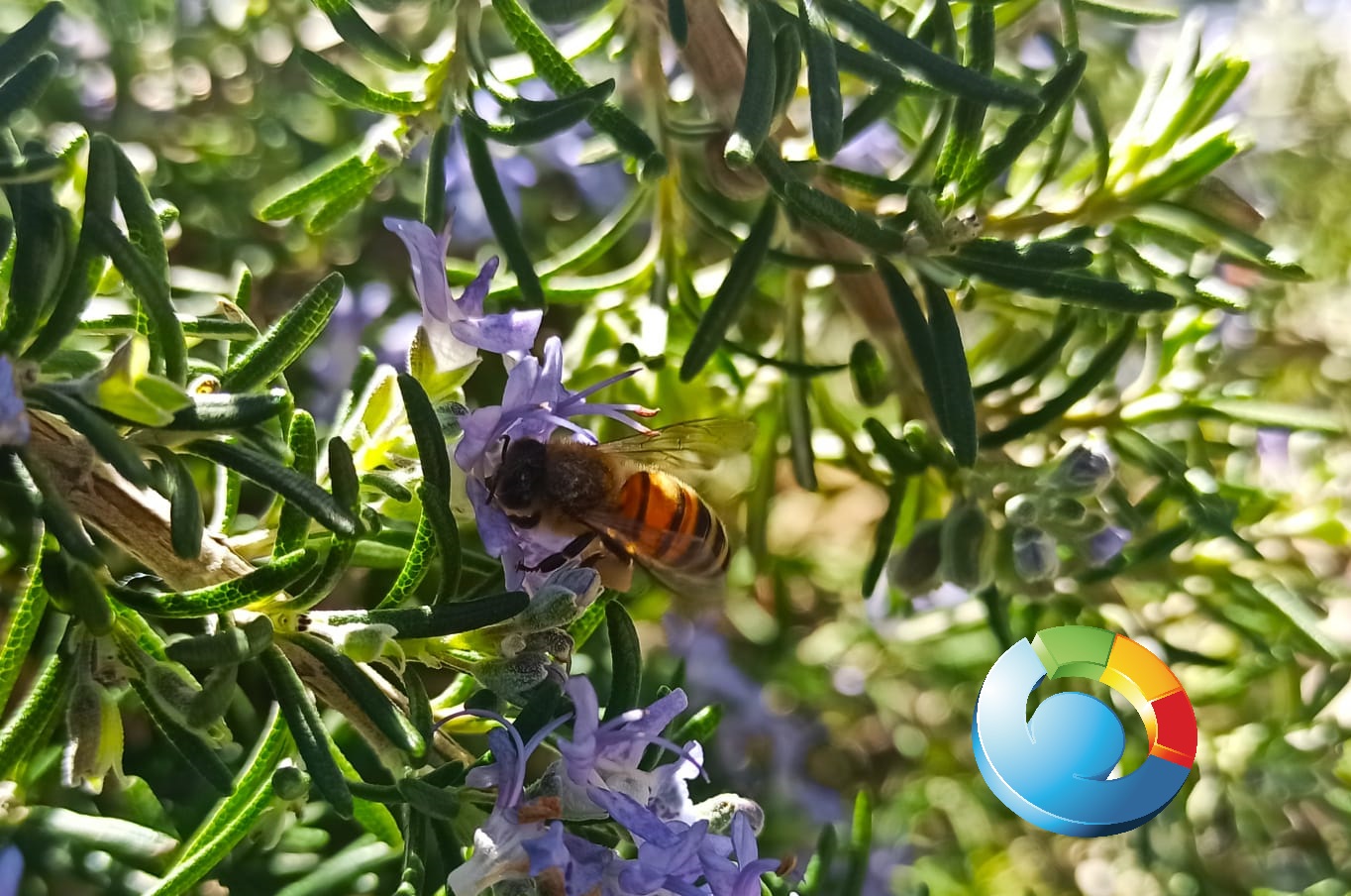 La natura è scuola: attività per bambini/e homeschoolers