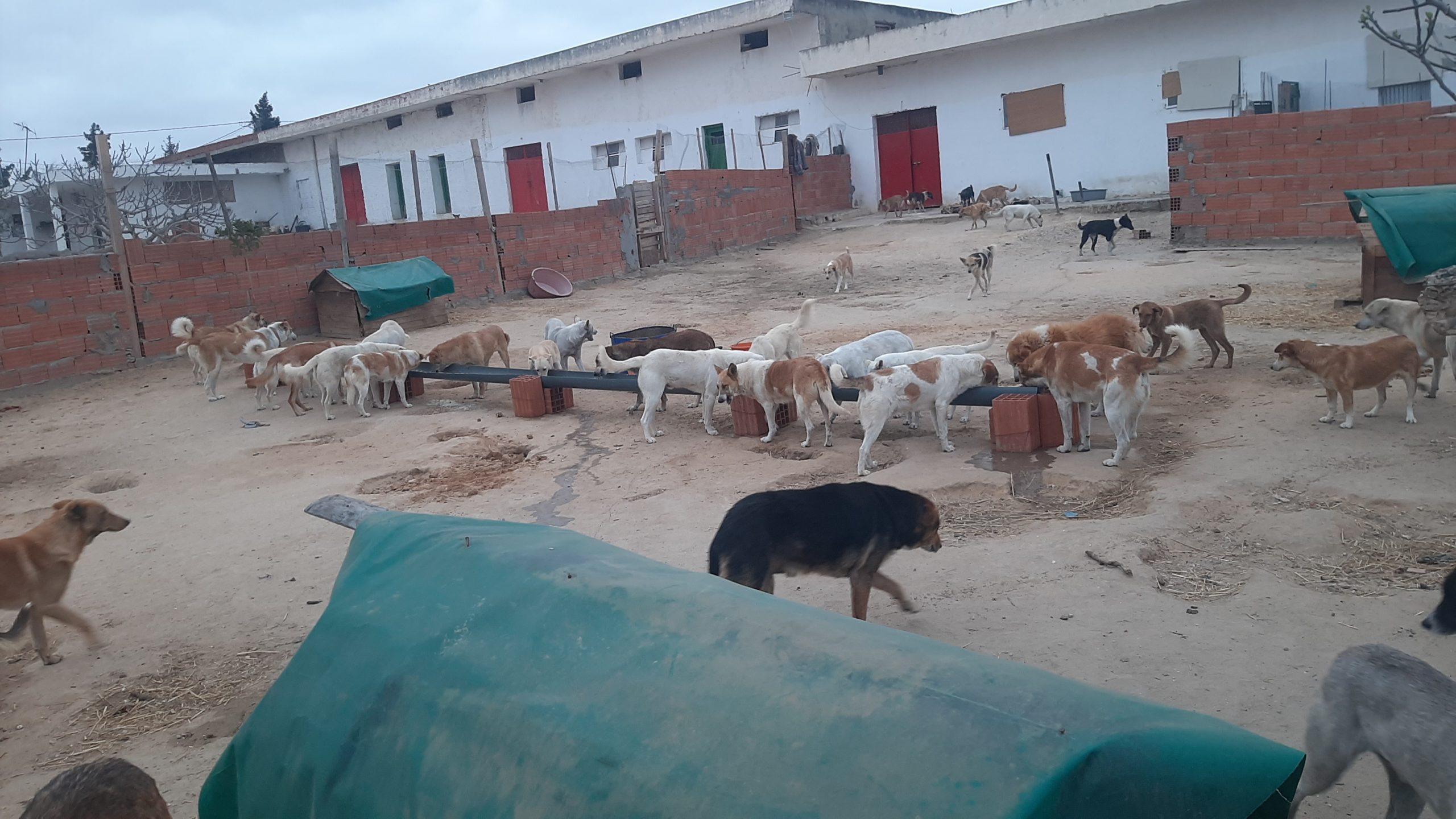 Offro rifugio cani e gatti in Tunisia