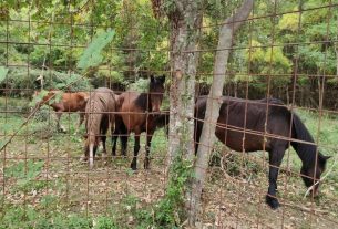 Catturati e rinchiusi in un recinto: cosa sta succedendo ai cavalli selvatici della val d’Aveto?