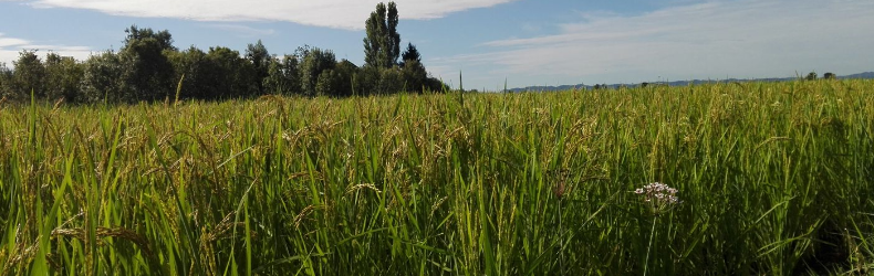 Cascina Oschiena