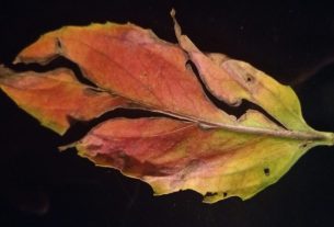Questo autunno fermiamoci a osservare la natura: quale lezione può darci una foglia?