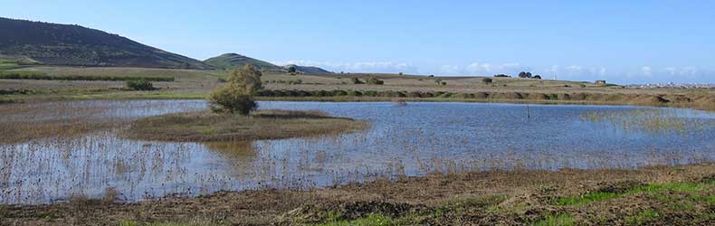 Geloi Wetland