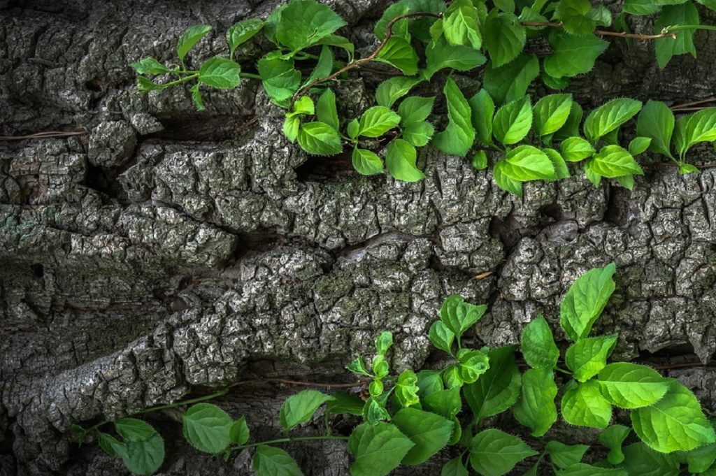 tronco albero foglie