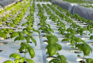 Agricoltura aeroponica: una possibile soluzione per modelli produttivi più sostenibili?