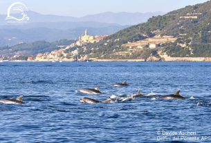 Grandi notizie dal Mar Ligure: settimane di avvistamento record di Delfini Del Ponente