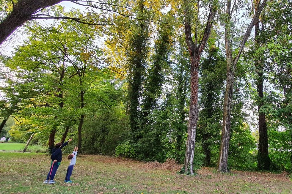 alberi via friburgo