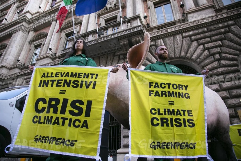 allevamenti intensivi greenpeace