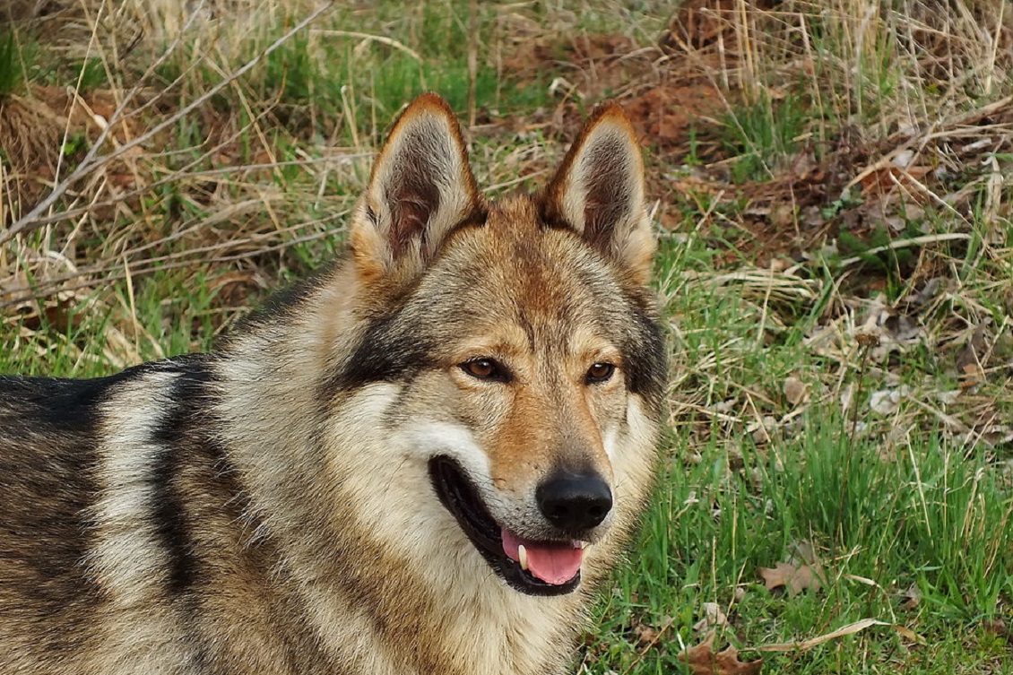 Cane lupo, animale guida: come farsi educare da un essere speciale