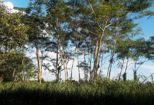 In Colombia gli indigeni difendono con la vita la foresta amazzonica
