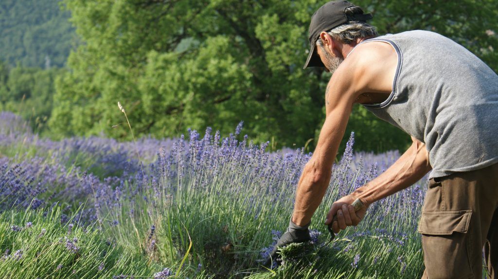 raccolta lavanda