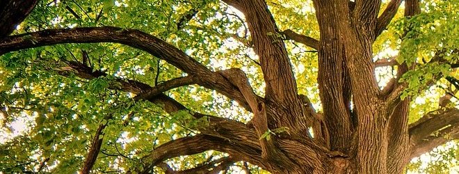trees gccd8e1d13 1920