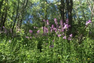 Cercasi custodi a persone altamente motivate per vivere in natura