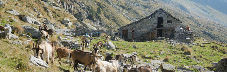 Sorelle Facciotti Azienda Agricola