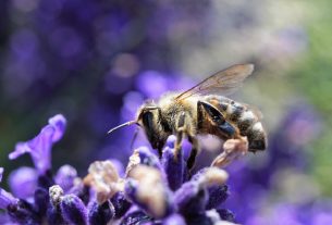 Accordo sulla biodiversità di Montreal-Kunming: ecco cos’è e perché non è risolutivo