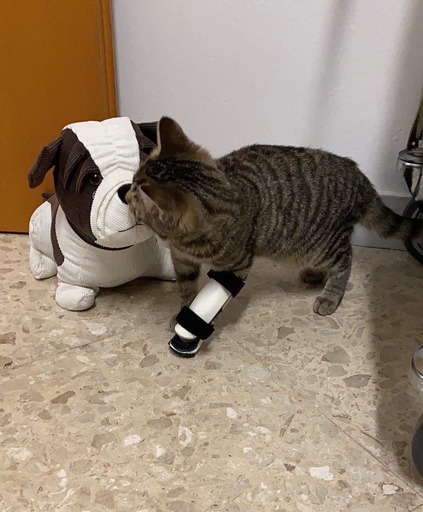 gatto protesi