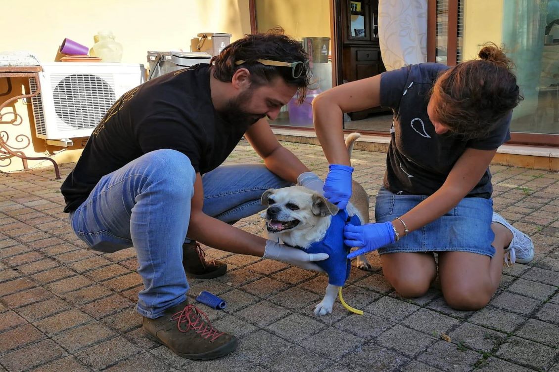 OrtoPaw: finalmente l’ortopedia per animali arriva in Italia