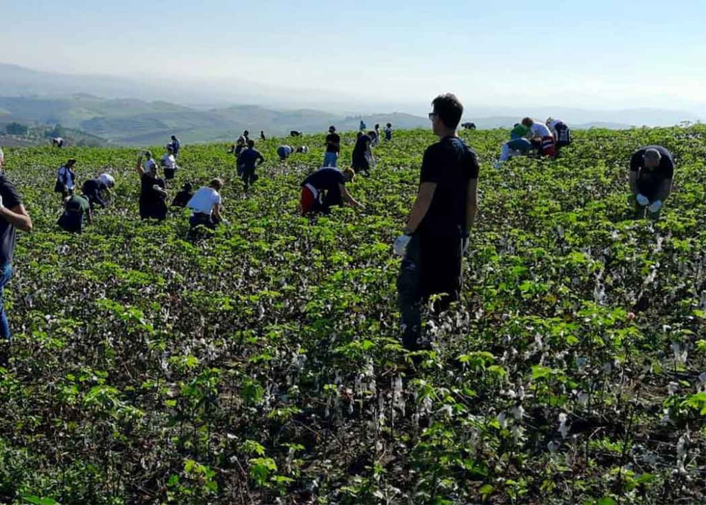 Cotone organico di Sicilia