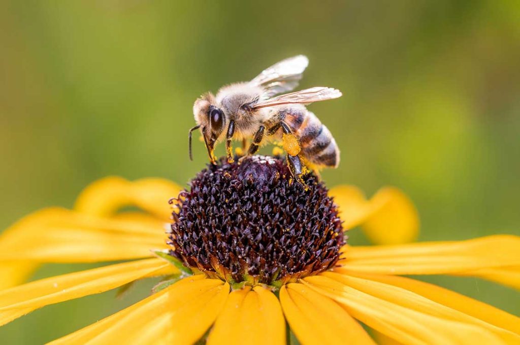 Bee Apis mellifera pollinates a blossom of the orange coneflower Rudbeckia fulgida scaled 1