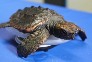 4 cose da fare se si trova una baby tartaruga marina spiaggiata