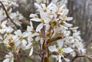 Cercasi custodi per fattoria naturale in Grecia