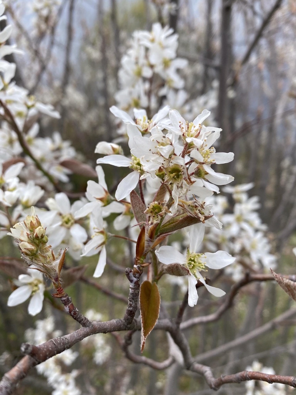 Cercasi custodi per fattoria naturale in Grecia