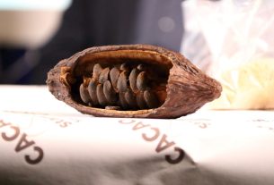 Dagli scarti del cacao ai fogli: una nuova carta ecologica sbarca a Genova